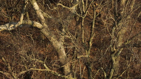 Getrocknete-Bäume-Mit-Blattlosen-Ästen-Im-Wald-In-Der-Nähe-Von-Lake-Flint-Creek,-Arkansas,-USA