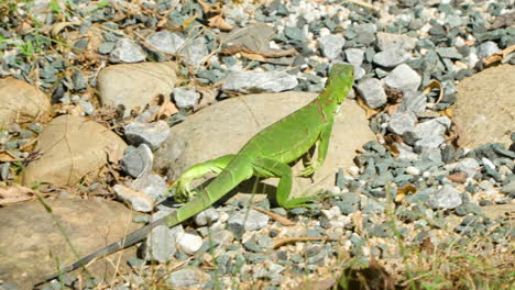 Tracking-Close-up-of-Green-Iguana-Walking-on-Stony-Wild-Island-Beach-on-Sunny-Day
