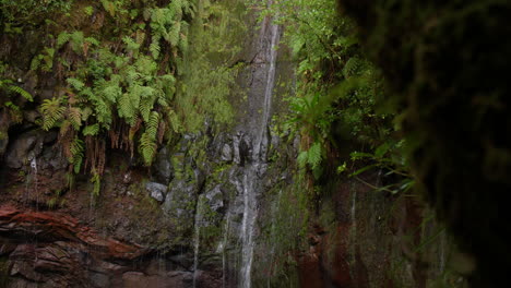 Cascada-Madeira-25-Fuentes-Cascada-Da-Risco-Exótica-Selva-Tropical-Primer-Plano
