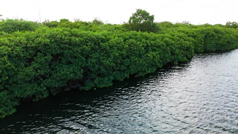 Aerial-pan-across-dense-mangrove-overgrown-forest-and-dark-water