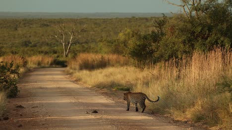 Leopardo-Caminando-Hacia-La-Carretera-En-El-Parque-Nacional-Kruger,-Plano-General,-Hora-Dorada