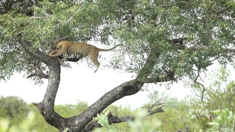 Leopard-jumps-from-branch-to-branch-in-marula-tree-to-get-to-carcass