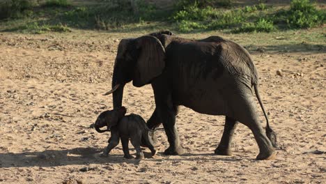 Very-small-elephant-calf-walking-next-to-mother-en-route-to-waterhole