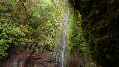 Cascada-Madeira-25-Fuentes-Cascada-Da-Risco-Primer-Plano-Selva-Tropical-Exótica
