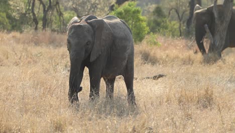 Young-backlit-elephant-walking-in-the-grass,-Kruger-National-Park