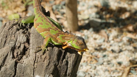 Small-Green-Iguana-or-Common-American-Iguana-Eating-Fruit-on-Old-Rustic-Stump