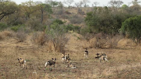 African-wild-dog-puppies-in-an-open-field,-Kruger-National-Park
