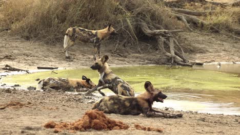 African-wild-dogs-drinking-from-small-natural-waterhole,-South-Africa
