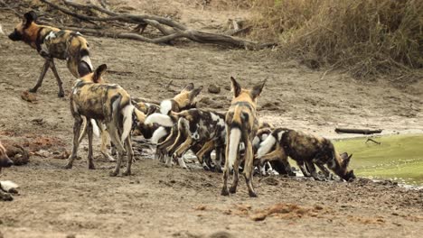 Nervous-African-wild-dog-puppies-drinking-from-a-natural-pool-of-water,-South-Africa