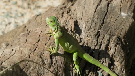 Iguana-Verde-Descansando-A-La-Luz-Del-Sol-En-Un-Viejo-Tronco-De-árbol