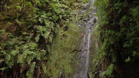 Wasserfall-Madeira-25-Brunnen-Cascada-Da-Risco-Exotischer-Tropischer-Dschungel