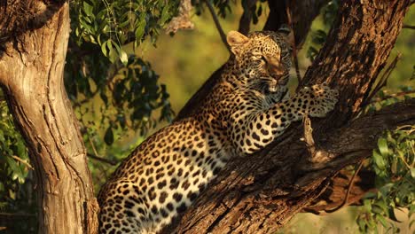 Close-up-of-leopard-sharpening-its-claws-in-tree,-Kruger-National-Park