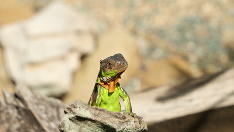 Green-Iguana-in-Deserted-Beach-Looking-Out---face-close-up-in-Slow-motion