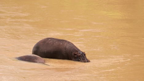 Hipopótamo-Tirado-En-El-Agua-En-Masai-Mara,-Kenia---Primer-Plano