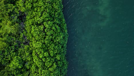 Mangrove-forest-up-against-open-ocean-mudflats,-drone-rising