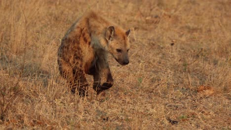Injured-spotted-hyena-walking-on-its-front-legs-only,-South-Africa