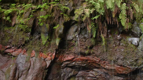 Cascada-Madeira-25-Fuentes-Cascada-Da-Risco-Cerca-De-La-Exótica-Selva-Tropical