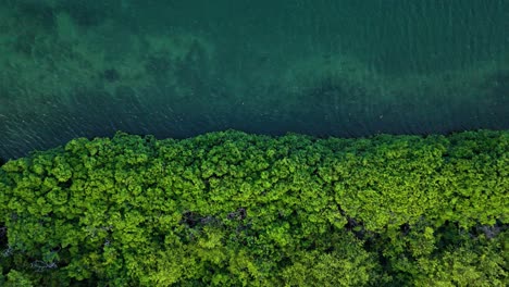 Drone-descends-on-mangrove-forest-with-open-ocean-ripples-across-mud