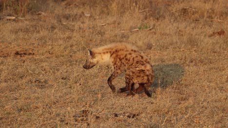 Remarkable-recovery-when-paralysed-spotted-hyena-starts-walking-normally-again