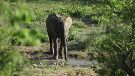 Elephant-spraying-itself-with-water-in-riverbed,-Kruger-National-Park