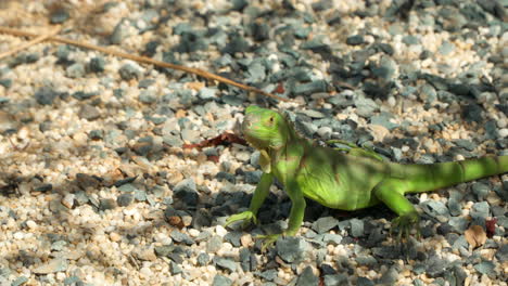 Small-green-iguana-or-common-american-iguana-on-stopped-motionless-on-pebble-ground-and-looking-around