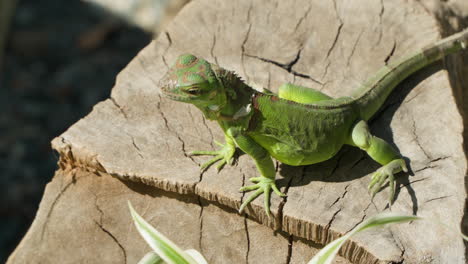 Iguana-Verde-Descansando-A-La-Luz-Del-Sol-Sobre-Un-Viejo-Tocón-De-árbol-Y-Se-Aleja-En-Cámara-Lenta