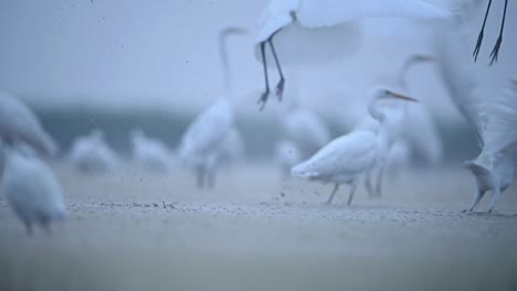 Great-egrets-taking-off-from-wetlands