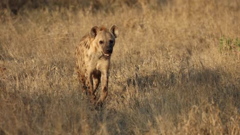 Adult-spotted-hyena-sniffing-air-before-walking-towards-camera,-South-Africa