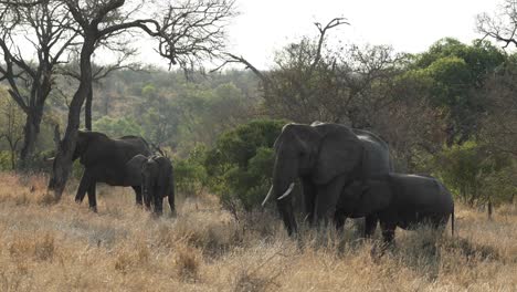 Pequeña-Manada-De-Elefantes-Relajándose-En-El-Parque-Nacional-Kruger