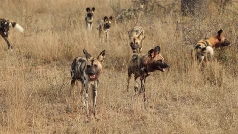 Large-pack-of-African-wild-dogs-walking-through-grass,-South-Africa