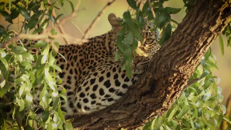 Close-up-of-leopard-looking-at-camera-through-leaves-in-tree,-South-Africa