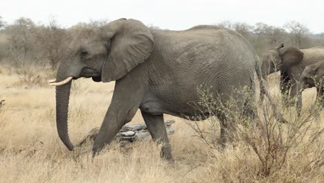 Gran-Vaca-Elefante-Caminando-De-Derecha-A-Izquierda-En-El-Parque-Nacional-Kruger