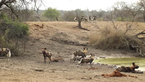 Großes-Rudel-Afrikanischer-Wildhunde-Am-Wasserloch-Im-Krüger-Nationalpark