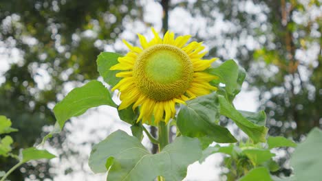 Sunflower-in-bloom-with-green-leaves,-out-of-focus-trees-in-the-background,-daylight