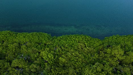 Top-down-angled-pan-across-edge-of-mangrove-forest,-ocean,-and-reef