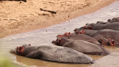 Herd-Of-Hippos-Lying-In-The-Water-In-Masai-Mara,-Kenya---Close-Up
