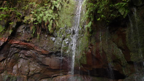Wasserfall-Madeira-25-Brunnen-Cascada-Da-Risco-Pan-Move-Exotischer-Tropischer-Dschungel