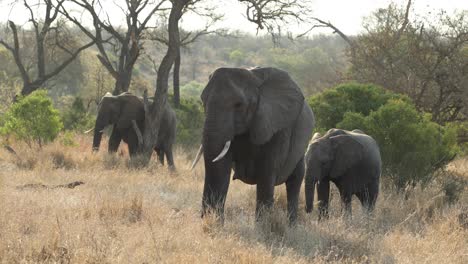 Small-herd-of-elephants-picking-and-eating-grass,-backlit,-South-Africa
