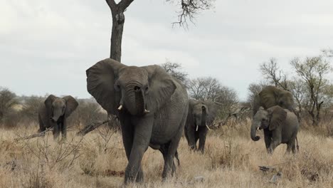 Elephant-lifting-its-trunk-to-smell-as-it-walks-towards-the-camera