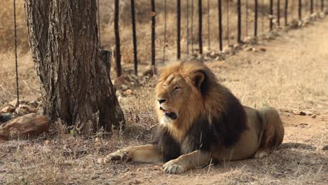 Massive-black-maned-lion-lying-next-to-fence-in-Greater-Kruger,-South-Africa