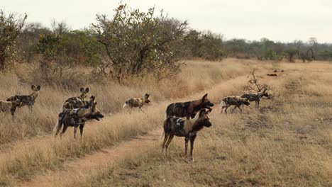 Large-pack-of-African-wild-dogs-crossing-a-two-track,-Greater-Kruger