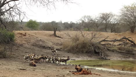 Wide-establishing-shot-of-pack-of-African-wild-dogs-drinking-at-waterhole,-Kruger-National-Park