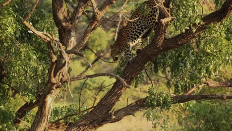 Leopard-turning-around-in-and-jumping-out-of-tree,-Kruger-National-Park