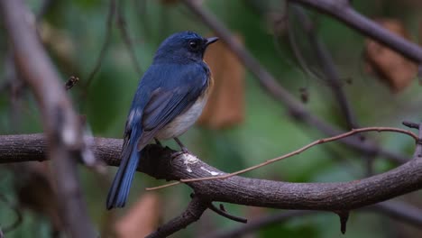 Seen-from-it-blue-back-as-it-looks-from-left-to-right-wagging-it's-tail,-Indochinese-Blue-Flycatcher-Cyornis-sumatrensis,-Thailand
