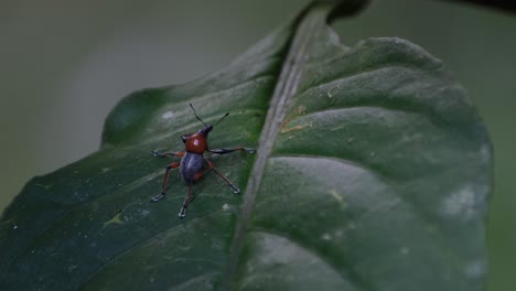 Alejándose-De-Un-Pequeño-Gorgojo,-Metapocyrtus-Ruficollis,-Un-Insecto-Endémico-De-La-Isla-De-Mindanao,-En-El-Sur-De-Filipinas.