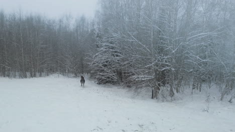 Winter-Moose-in-the-wild-runs-off