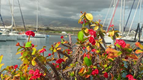 Thorny-pleasant-flowery-plant-at-harbour-of-Las-Galletas-Tenerife-Spain