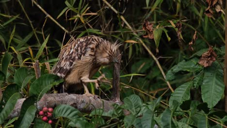 Blinking-its-eyes-and-scratching-its-head,-a-Buffy-Fish-Owl-Ketupa-ketupu-then-looks-around-from-its-perch-in-a-National-Park-in-Thailand