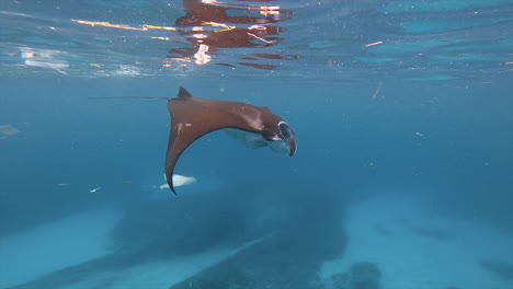 Underwater-View-Of-Manta-Ray-Swimming-Feeding-in-Polluted-Blue-Ocean-Water-With-Plastic-Waste