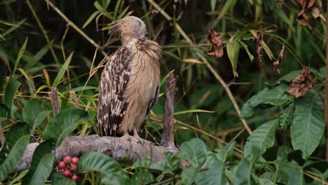 Shaking-its-head-while-preening-its-feathers,-a-Buffy-Fish-Owl-Ketupa-ketupu-then-looks-to-the-right-from-its-perch-in-a-National-Park-in-Thailand